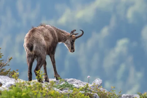 Chamois