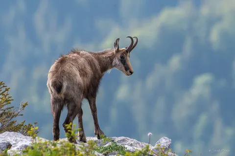 Chamois