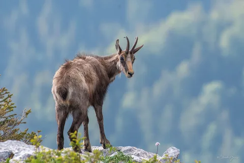 Chamois
