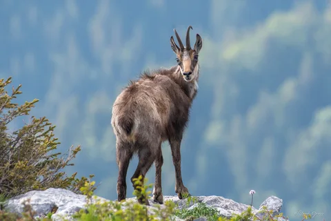 Chamois