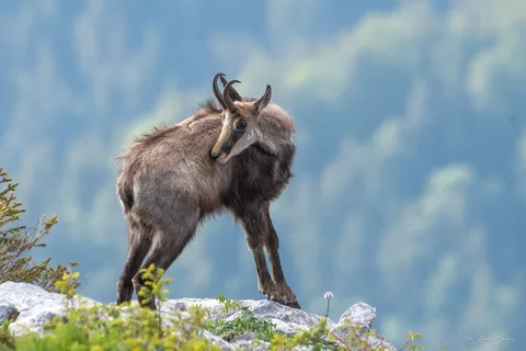 Chamois