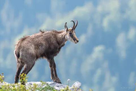 Chamois