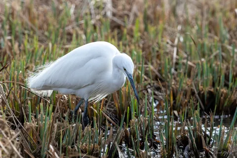 Aigrette garzette