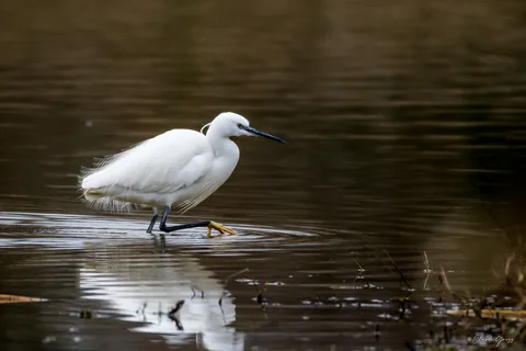 Aigrette garzette