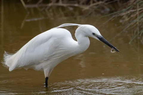 Aigrette garzette