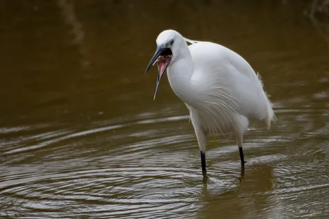 Aigrette garzette