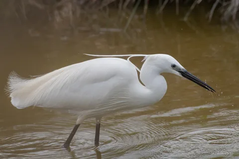 Aigrette garzette