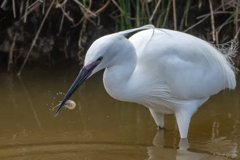 Aigrette garzette
