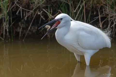 Aigrette garzette