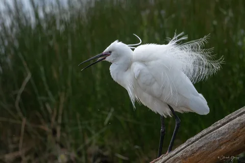 Aigrette garzette