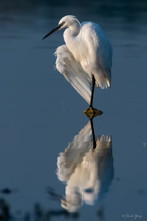 Aigrette garzette