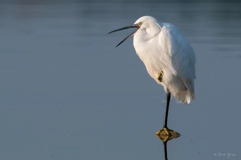 Aigrette garzette