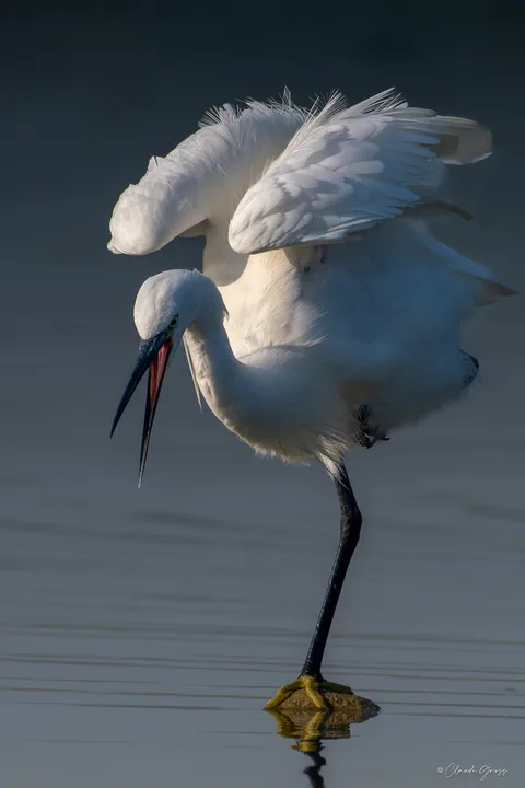 Aigrette garzette