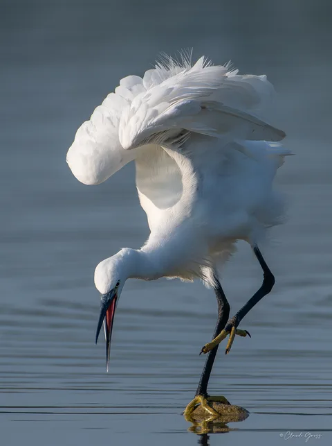 Aigrette garzette