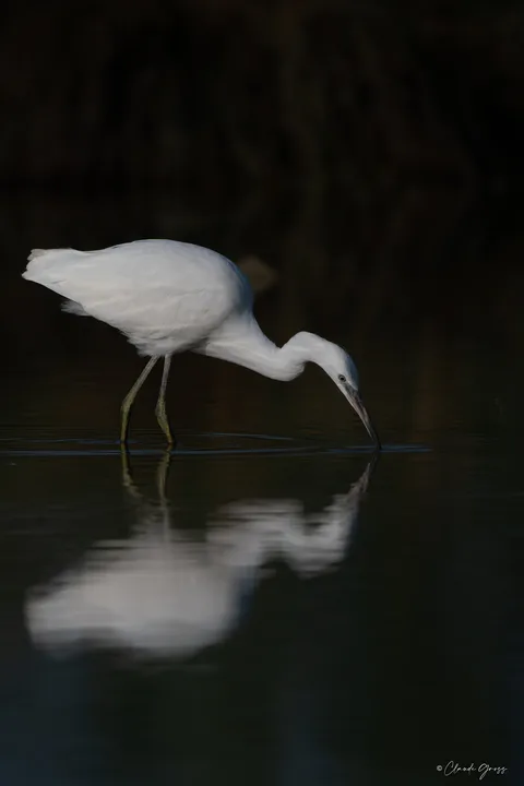 Aigrette garzette