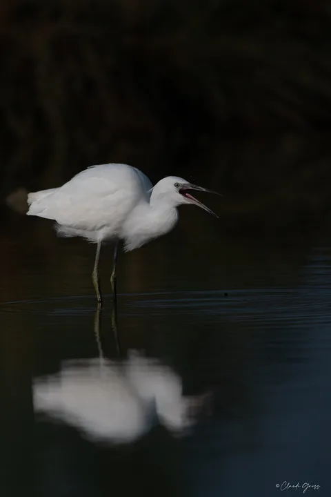 Aigrette garzette