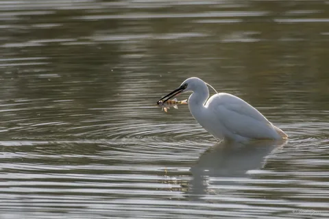Aigrette garzette