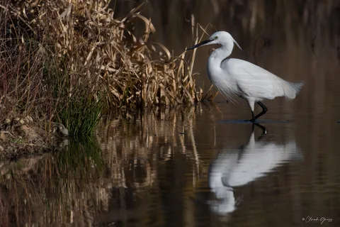 Aigrette garzette