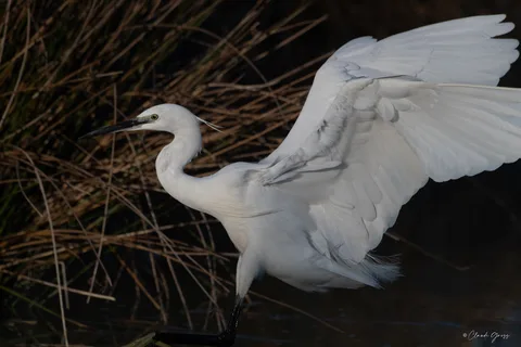 Aigrette garzette
