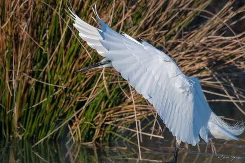 Aigrette garzette