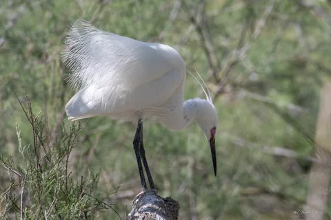 Aigrette garzette