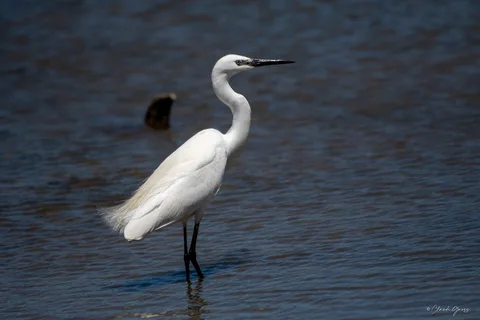 Aigrette garzette