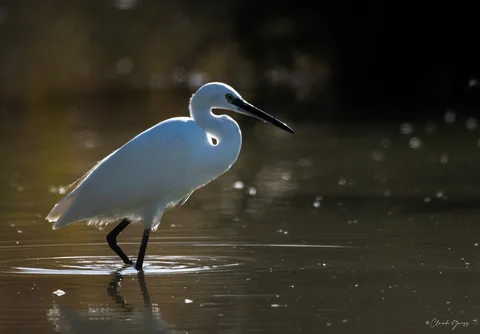 Aigrette garzette