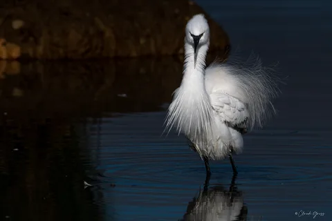 Aigrette garzette