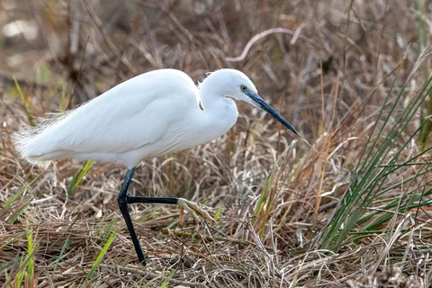Aigrette garzette
