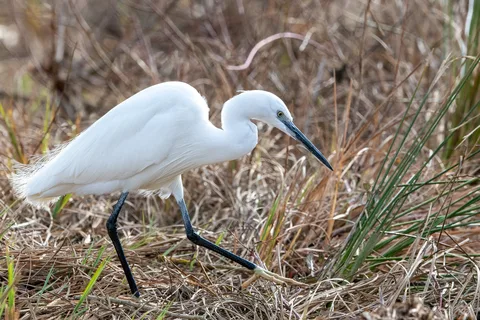 Aigrette garzette
