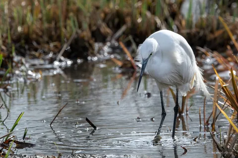 Aigrette garzette