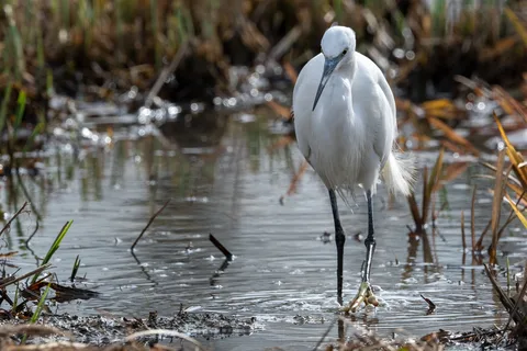 Aigrette garzette