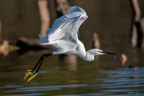 Aigrette garzette