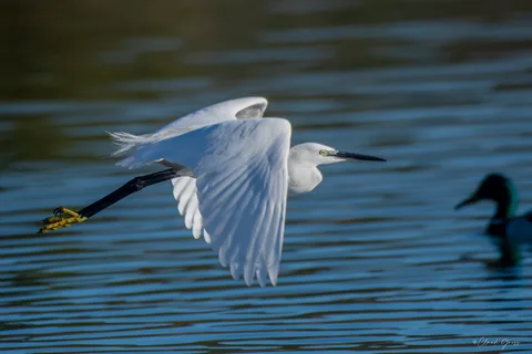Aigrette garzette