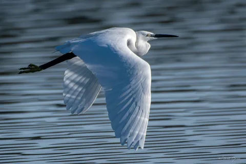 Aigrette garzette