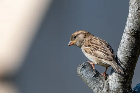 Moineau domestique