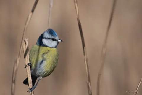 Mésange bleue