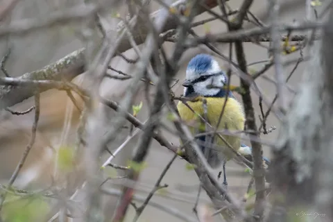 Mésange bleue