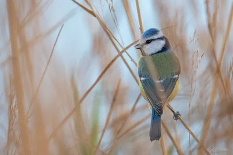 Mésange bleue