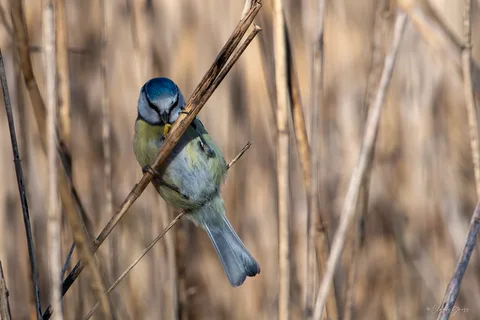 Mésange bleue
