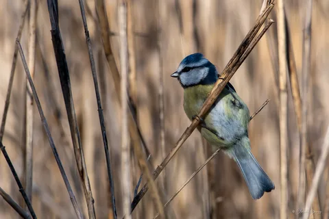 Mésange bleue