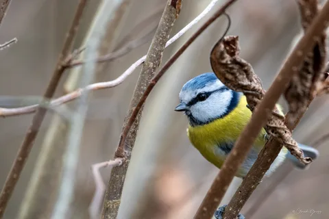 Mésange bleue