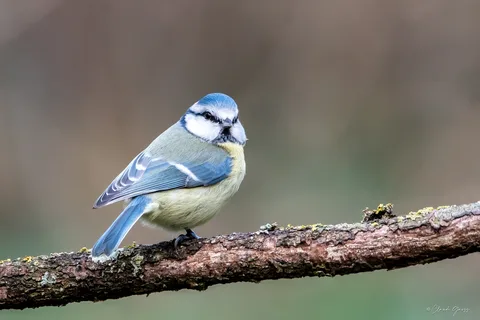 Mésange bleue