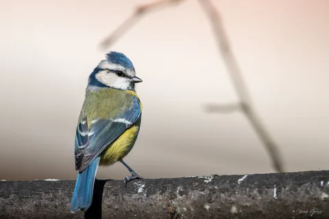 Mésange bleue