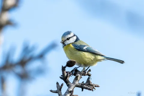 Mésange bleue