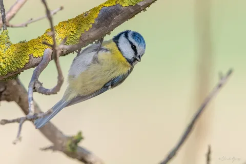 Mésange bleue