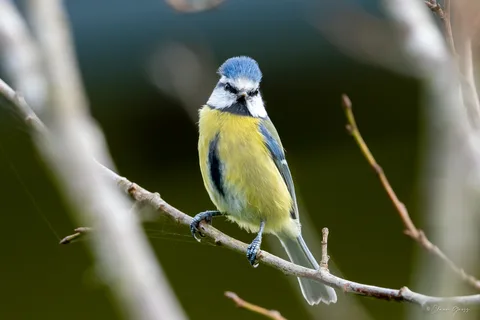 Mésange bleue