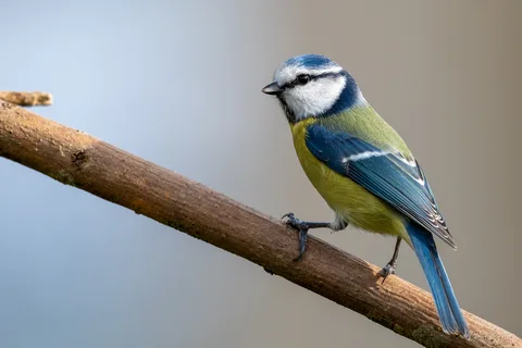 Mésange bleue