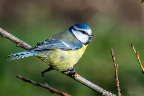Mésange bleue