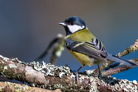 Mésange charbonnière